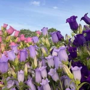 fleurs fraîches de la ferme florale Terre de Couleurs